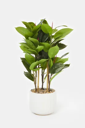 Artificial Rubber Plant In Ceramic Pot (94Cm)